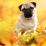 pug in the autumn forest