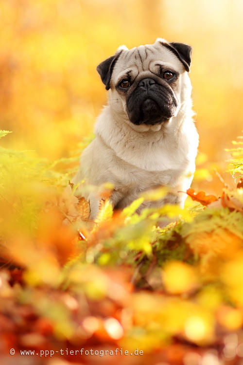 September Pug pug in the autumn forest by Partridge-PetPics on DeviantArt