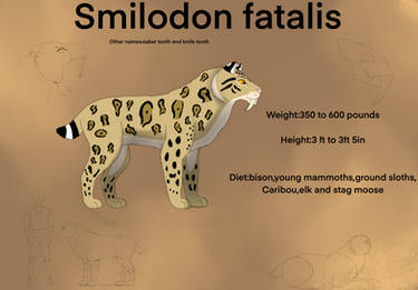 Smilodon species sheet