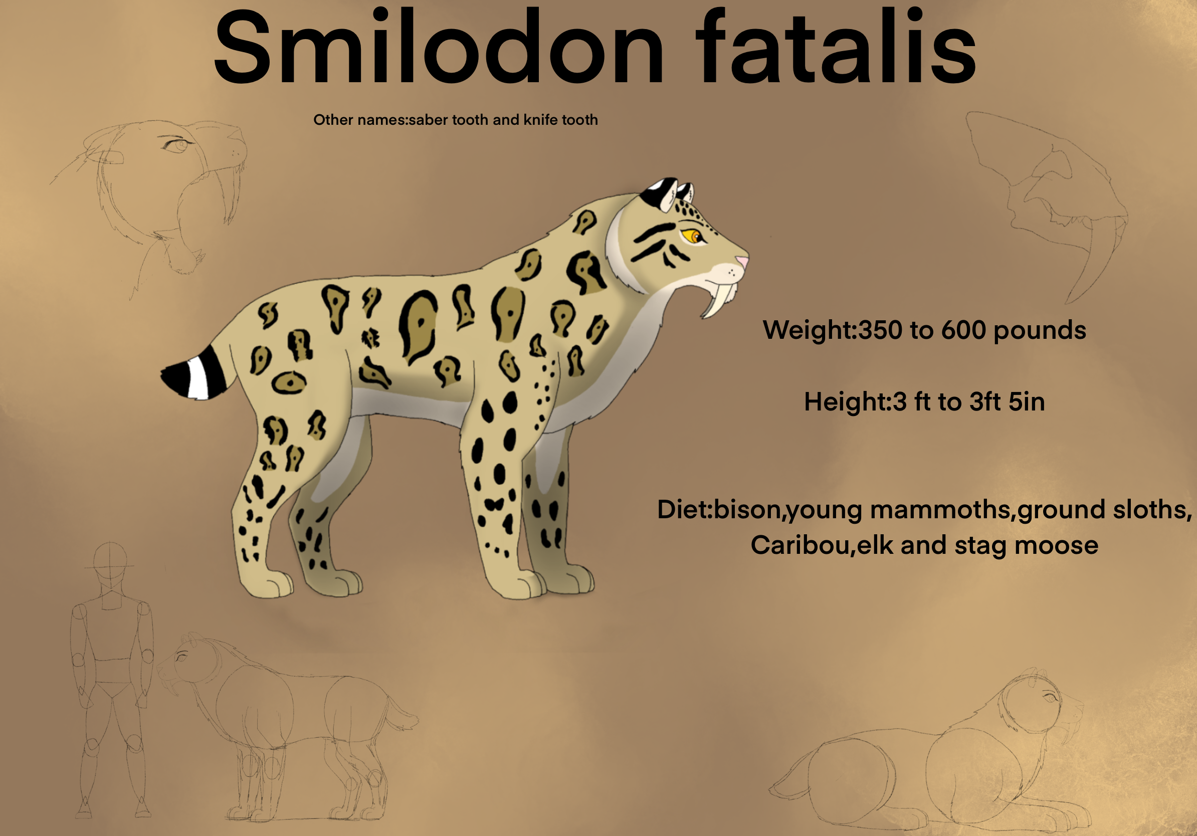 Smilodon Color Smilodon species sheet by langostinothed on DeviantArt