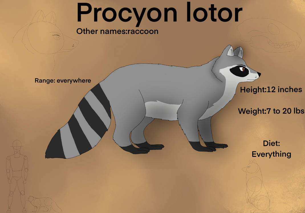 Every Racoon Type Raccoon species sheet by langostinothed on DeviantArt