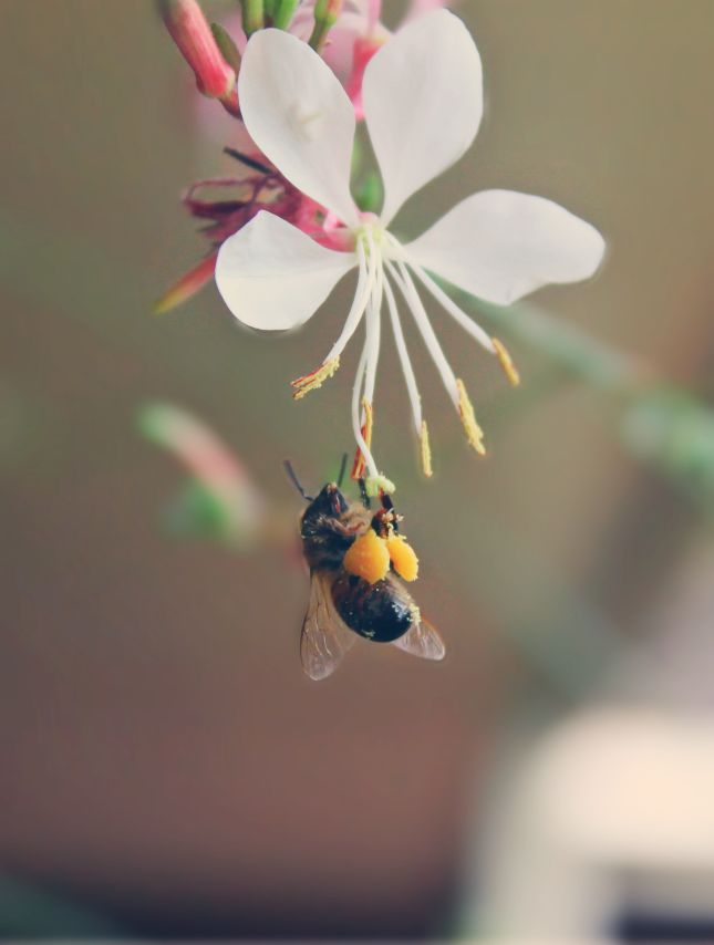 Pollen Forager