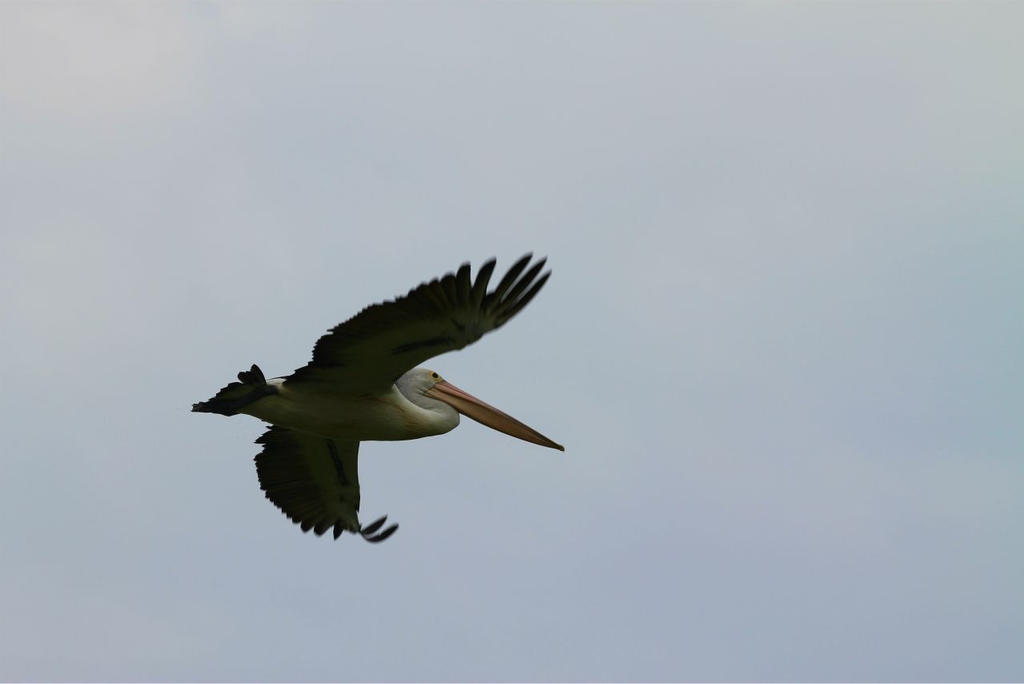 Pelican I