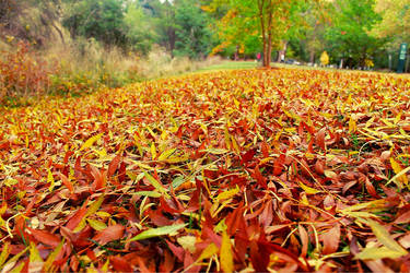 Bright Autumn