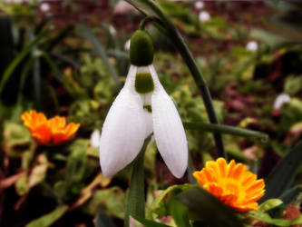 Snowdrop