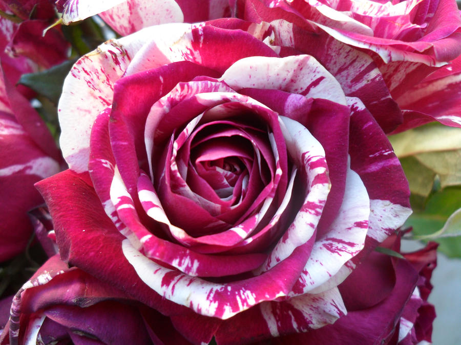 Two colored rose by yoshi-in-black on DeviantArt