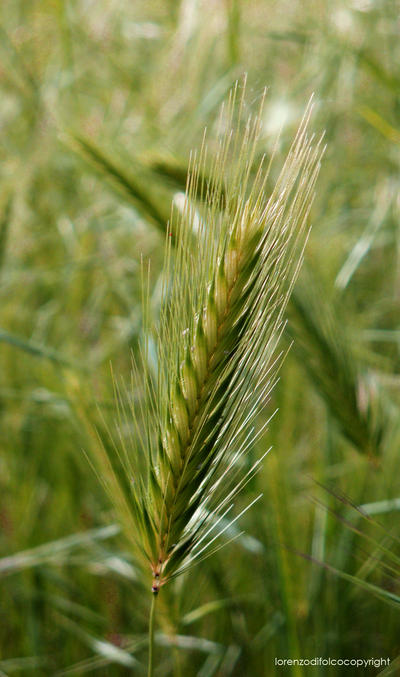 Ear of wheat