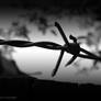 Barbed Wire Concentration Camp