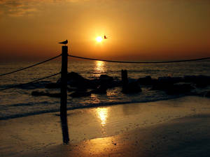 seabird sunset