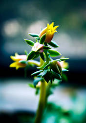 echeveria flower