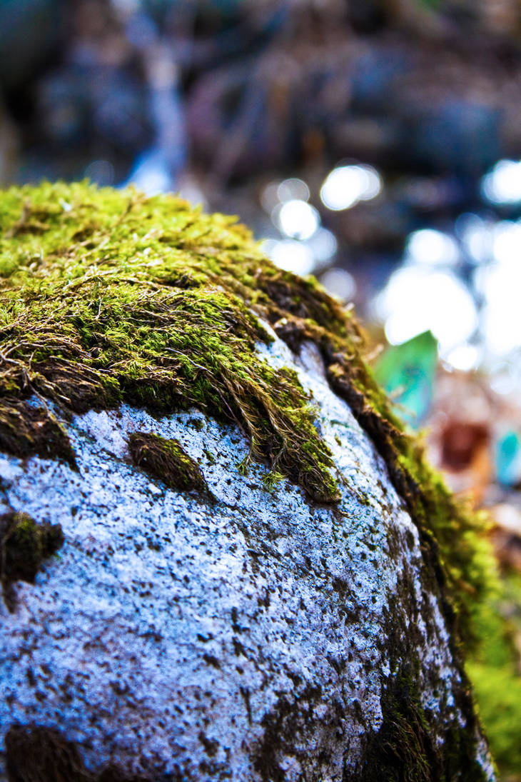 mossy rock