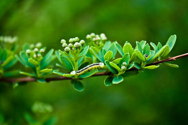 caterpillar on a branch