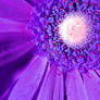 Purple Flower Close
