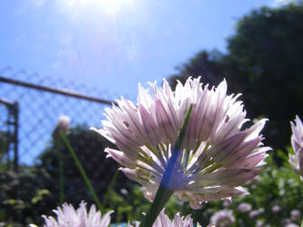 Chives and Sun 2