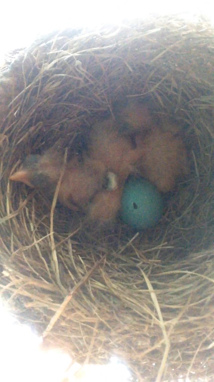 Hatched!