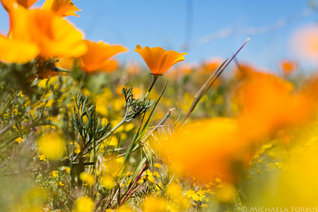 California Poppies