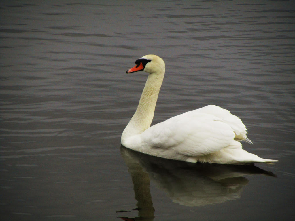 Swiming Swan