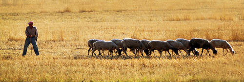 Sheepscape by e-l-a-n-i