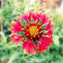 COLORFUL FLOWER