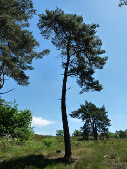 Scots Pine Tree Stock