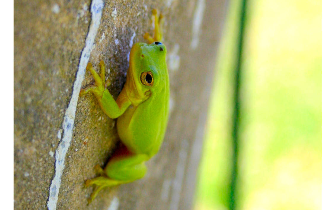 Ribbit -2- by Hidden-Awayy on DeviantArt