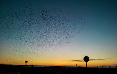 Formacion de aves