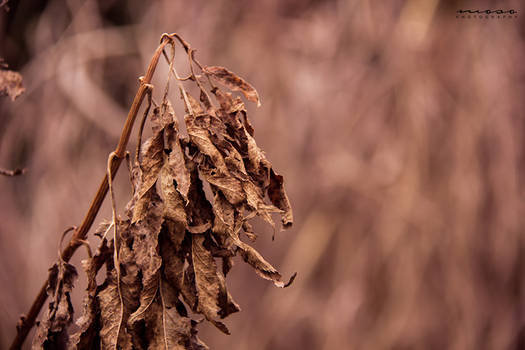 Dried Leaves