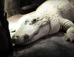 leucistic alligator.