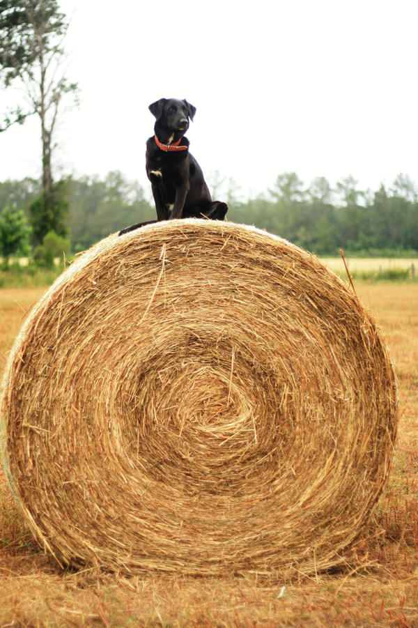 Queen of the...hay bale.