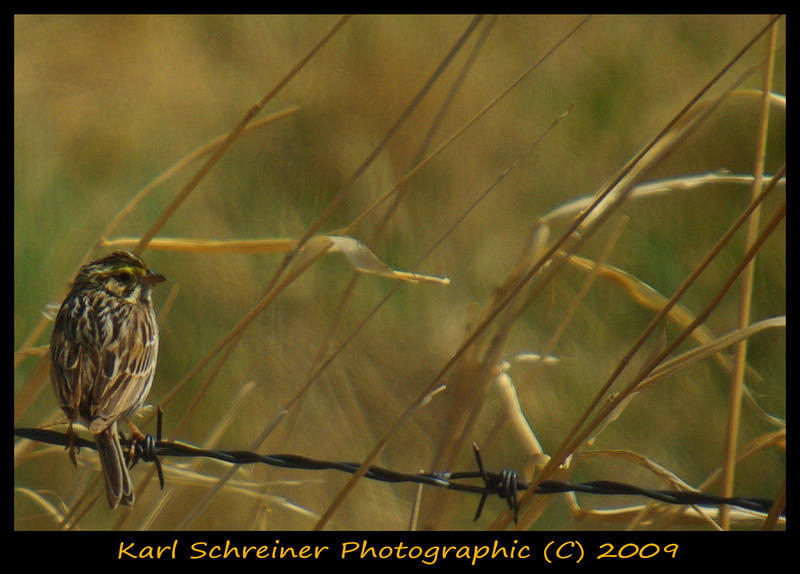 Bairds Sparrow