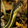 Snake In The Grass 1