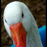 Domestic Goose 2