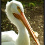 American White Pelican 2