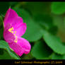 Wild Rose 4