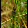 Blue Dragonfly