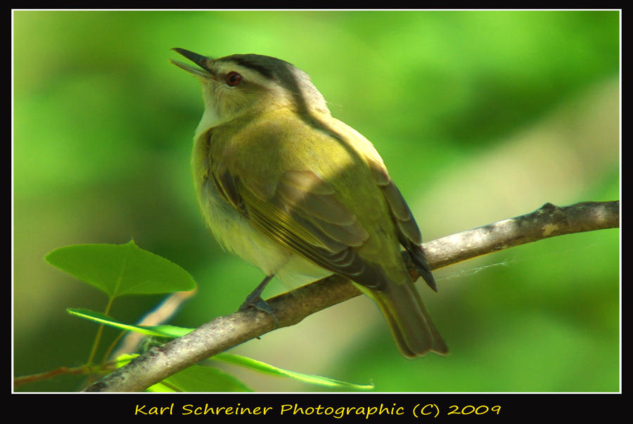 Red-eyed Vireo 1