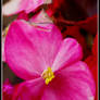 Begonia Pink Flower 1