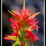 Indian Paintbrush