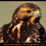 Hawk 2