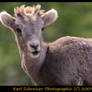 Young Mountain Sheep