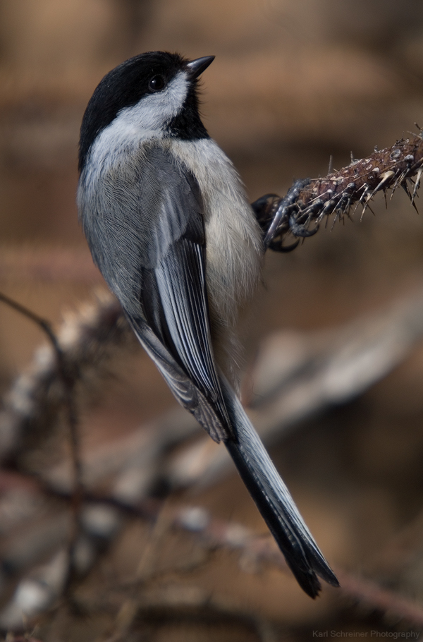 Black Capped Chickadee