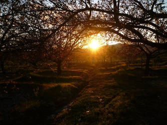 Sunset at my garden.