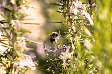 Rosemary... And Bee!