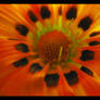 orange flower II