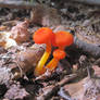 Wild red mushrooms