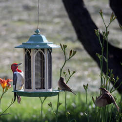 Red Headed Woodpecker