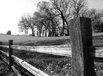Black-n-White Dream 81 by caddman