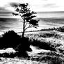 Black-n-White Dream 144
