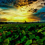 Tech n color Dream 255