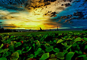 Tech n color Dream 255